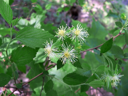 {Neviusia alabamensis}